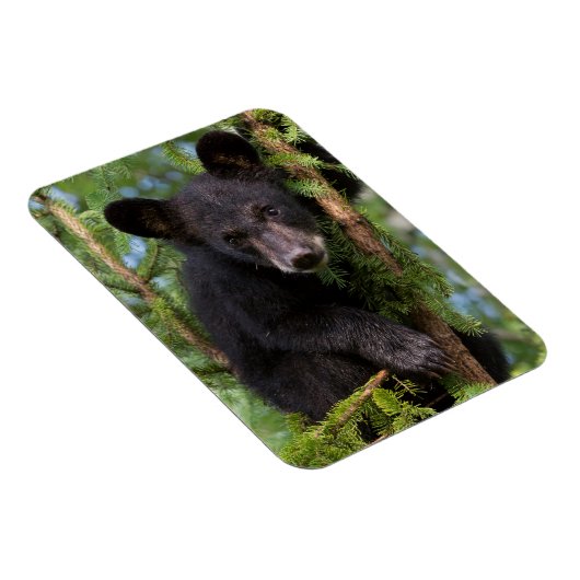 Magnet Flexible Black Bear Cub Jouer dans les arbres (Côté Droit)