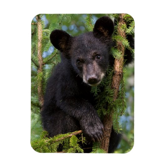 Magnet Flexible Black Bear Cub Jouer dans les arbres (Vertical)