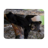 Magnet Flexible Black Bears Cub Lounge (Horizontal)