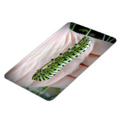 Magnet Flexible Black Swallowot Caterpillar Manger Parsley (Côté Gauche)