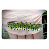 Magnet Flexible Black Swallowot Caterpillar Manger Parsley (Horizontal)