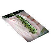 Magnet Flexible Black Swallowot Caterpillar Manger Parsley (Côté Droit)