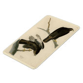 Magnet Flexible Black Warrior (Buse à queue rouge) d'Audubon Birds (Côté Gauche)