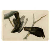 Magnet Flexible Black Warrior (Buse à queue rouge) d'Audubon Birds (Horizontal)