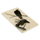 Magnet Flexible Black Warrior (Buse à queue rouge) d'Audubon Birds (Côté Droit)