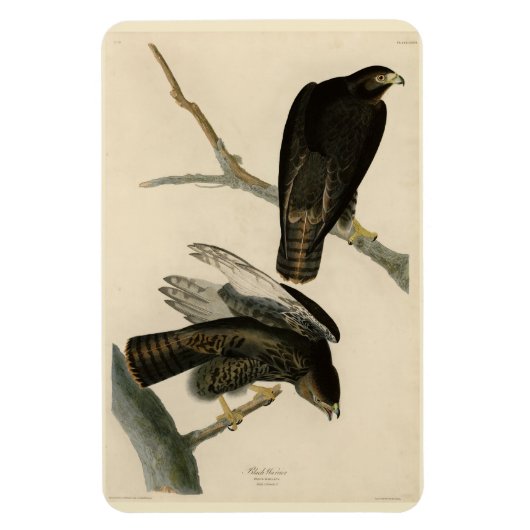 Magnet Flexible Black Warrior (Buse à queue rouge) d'Audubon Birds (Vertical)