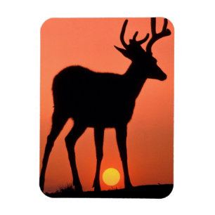 Magnet Flexible Blacktail ou Mule Deer Parc national olympique