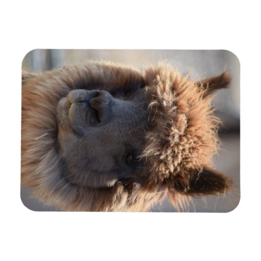 MAGNET FLEXIBLE BLÉ (Horizontal)