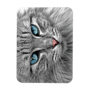 Magnet Flexible Bleu clair yeux Monochrome Portrait de chat