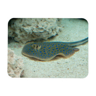 Magnet Flexible Bleu de pastenague