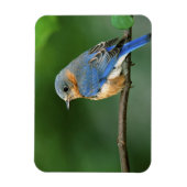 Magnet Flexible Bleuet de l'Est femelle, Sialia sialis (Vertical)