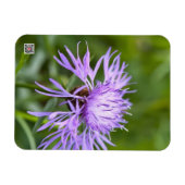 Magnet Flexible Bleuet pourpre (Horizontal)