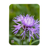 Magnet Flexible Bleuet pourpre (Vertical)