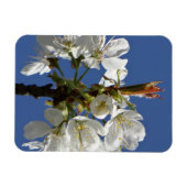 Magnet Flexible Bloom du printemps blanc (Horizontal)