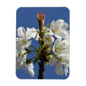 Magnet Flexible Bloom du printemps blanc (Vertical)