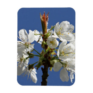 Magnet Flexible Bloom du printemps blanc