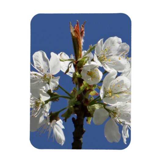 Magnet Flexible Bloom du printemps blanc (Vertical)
