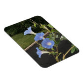 Magnet Flexible Blue Cascade Morning Glory (Côté Droit)
