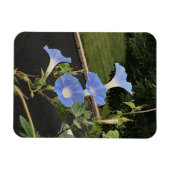 Magnet Flexible Blue Cascade Morning Glory (Horizontal)