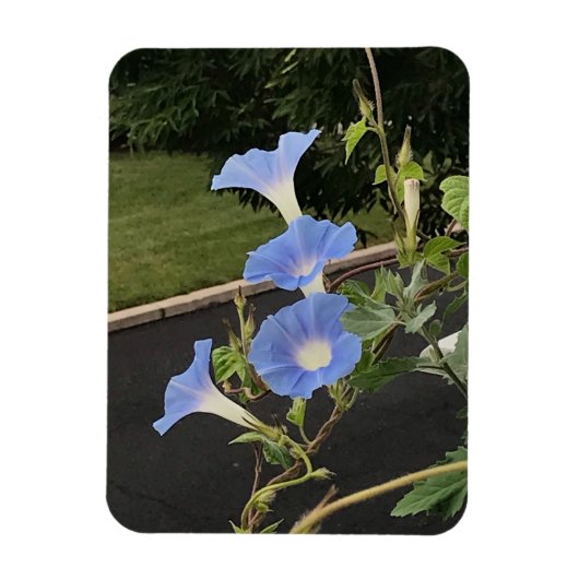 Magnet Flexible Blue Cascade Morning Glory (Vertical)