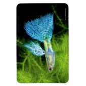Magnet Flexible Blue Grass Guppy (Vertical)