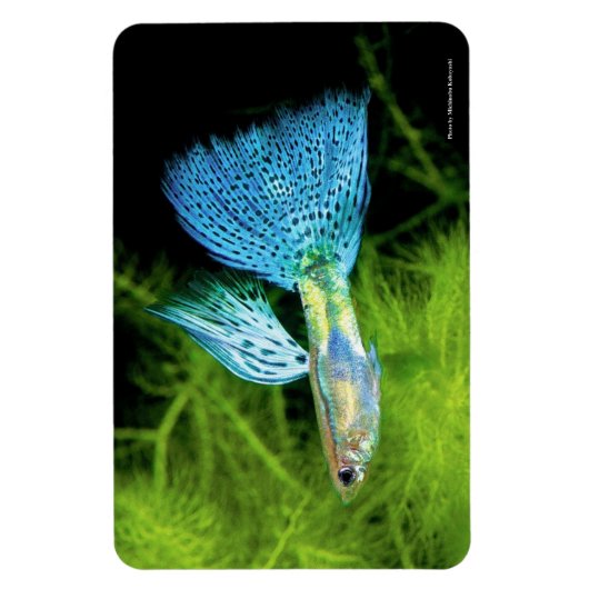 Magnet Flexible Blue Grass Guppy (Vertical)