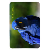Magnet Flexible Blue Hyacinth Macaw (Vertical)