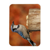 Magnet Flexible Blue Jay (Vertical)