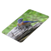 Magnet Flexible Bluebird (Côté Gauche)