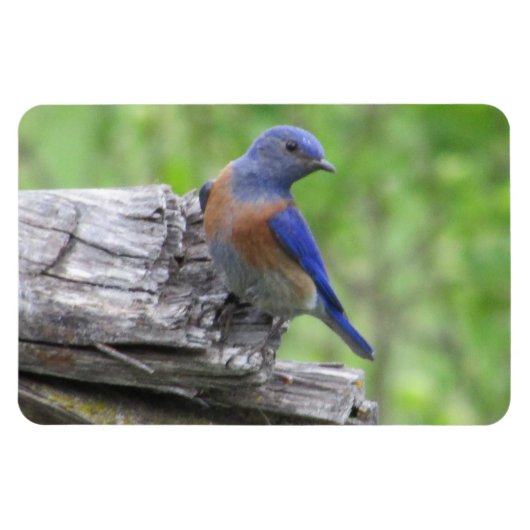 Magnet Flexible Bluebird (Horizontal)