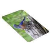 Magnet Flexible Bluebird (Côté Droit)