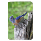 Magnet Flexible Bluebird (Vertical)