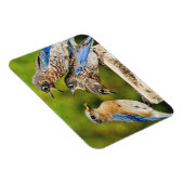 Magnet Flexible Bluebird (Côté Droit)