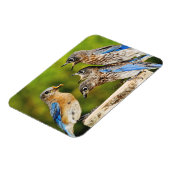 Magnet Flexible Bluebird (Côté Gauche)