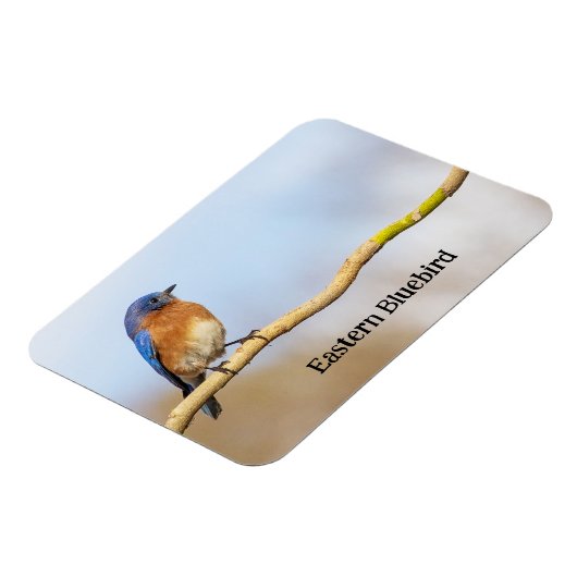 Magnet Flexible Bluebird (Côté Gauche)