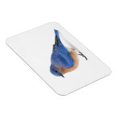 Magnet Flexible Bluebird (Côté Droit)