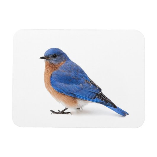 Magnet Flexible Bluebird (Horizontal)