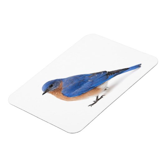 Magnet Flexible Bluebird (Côté Gauche)