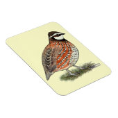 Magnet Flexible Bobwhite Quail (Côté Droit)