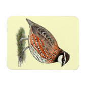 Magnet Flexible Bobwhite Quail (Horizontal)