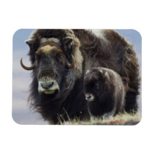 Magnet Flexible Boeuf musqué avec veau