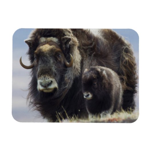 Magnet Flexible Boeuf musqué avec veau (Horizontal)