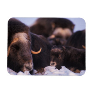 Magnet Flexible bœuf musqué, Ovibos moschatus, vache avec nouveau-