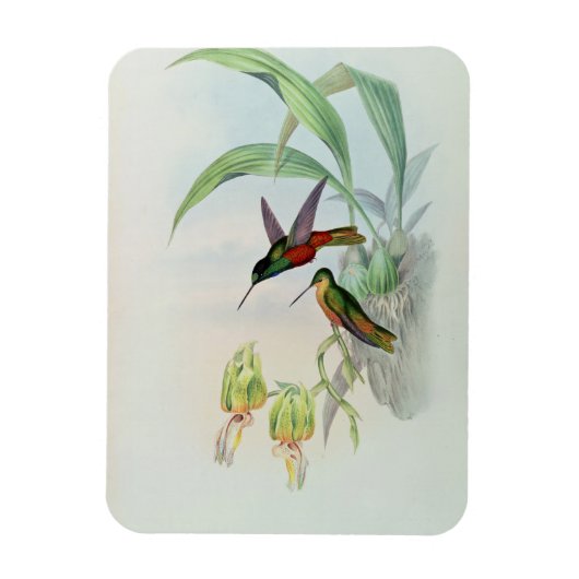 Magnet Flexible Bonaparte's Star Fronted Hummingbird (lumière colo (Vertical)