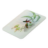 Magnet Flexible Bonaparte's Star Fronted Hummingbird (lumière colo (Côté Gauche)