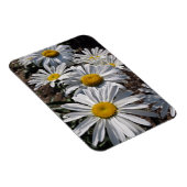 Magnet Flexible Bonnes marguerites matinales (Côté Droit)