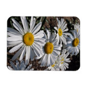 Magnet Flexible Bonnes marguerites matinales (Horizontal)