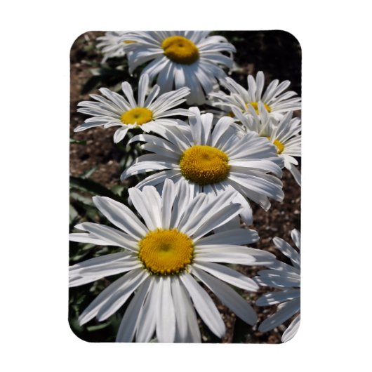 Magnet Flexible Bonnes marguerites matinales (Vertical)