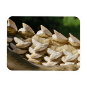 Magnet Flexible Bonnet de requin et dents (Horizontal)