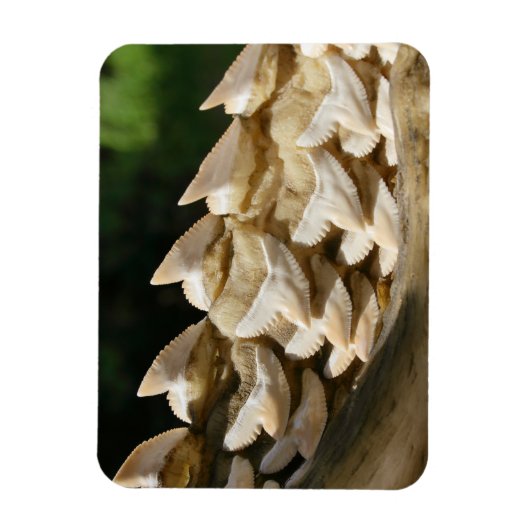 Magnet Flexible Bonnet de requin et dents (Vertical)